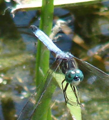 Photo of Blue Dasher