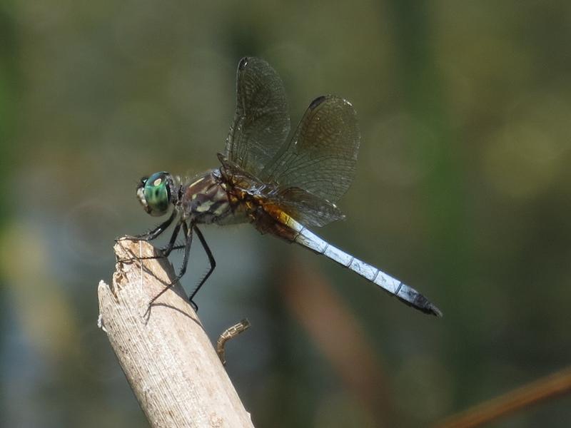 Photo of Blue Dasher