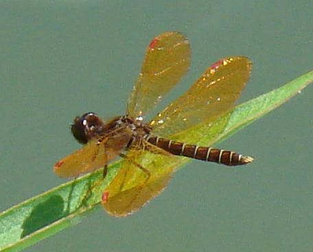 Photo of Eastern Amberwing