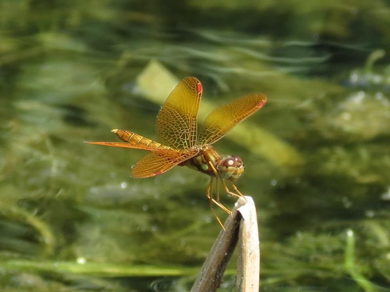 Photo of Eastern Amberwing