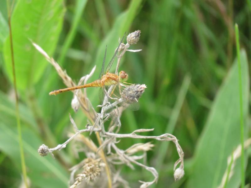 Photo of Autumn Meadowhawk