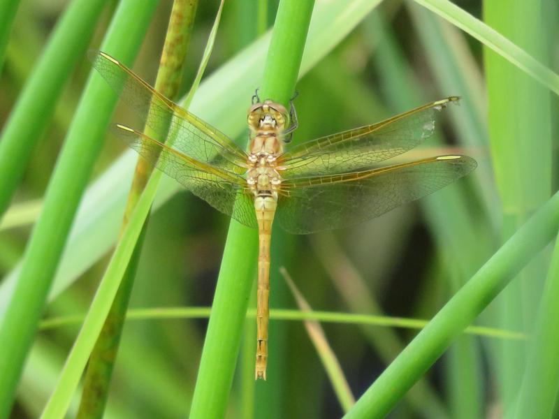 Photo of Saffron-winged Meadowhawk