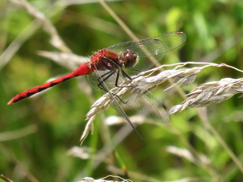 Photo of White-faced Meadowhawk