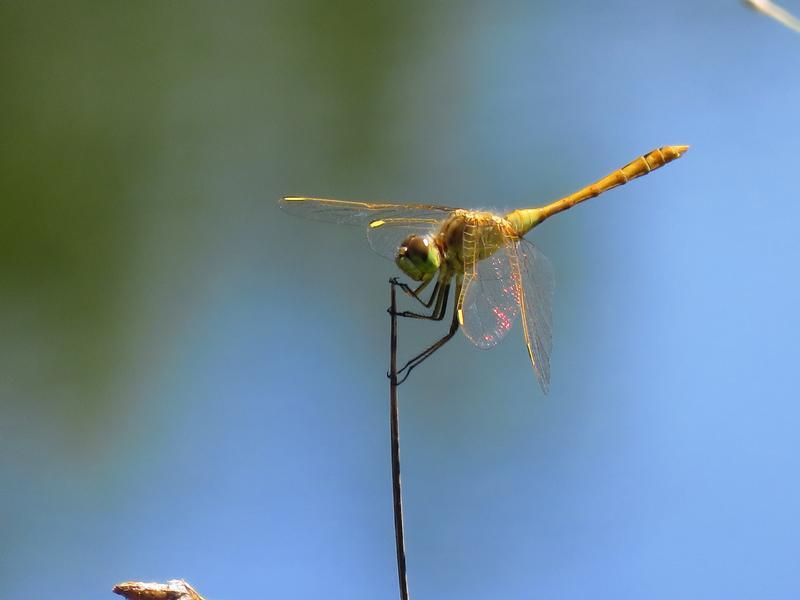 Photo of Saffron-winged Meadowhawk