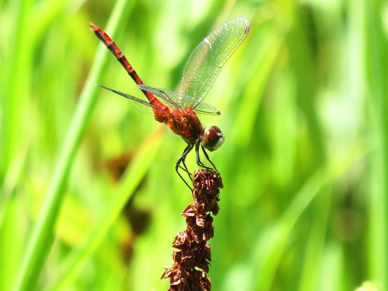 Photo of White-faced Meadowhawk