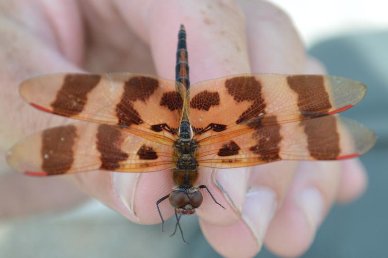 Photo of Halloween Pennant