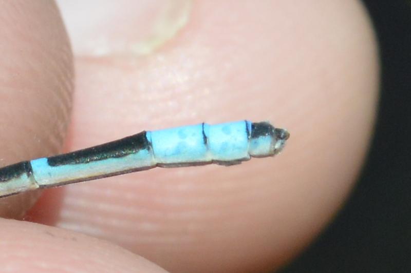 Photo of Tule Bluet