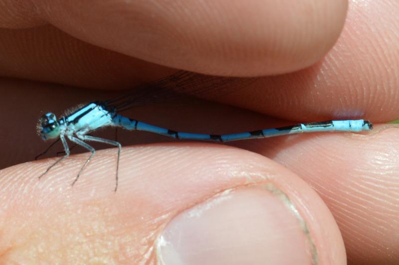 Photo of Marsh Bluet
