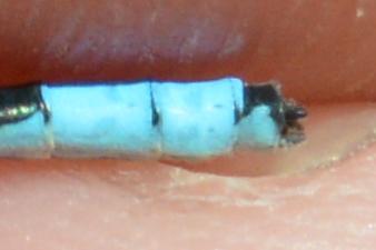 Photo of Marsh Bluet