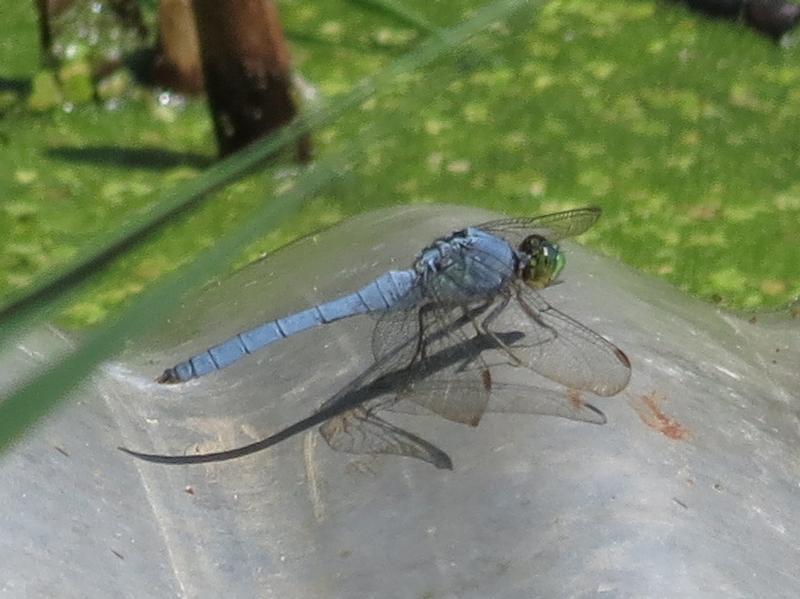 Photo of Eastern Pondhawk