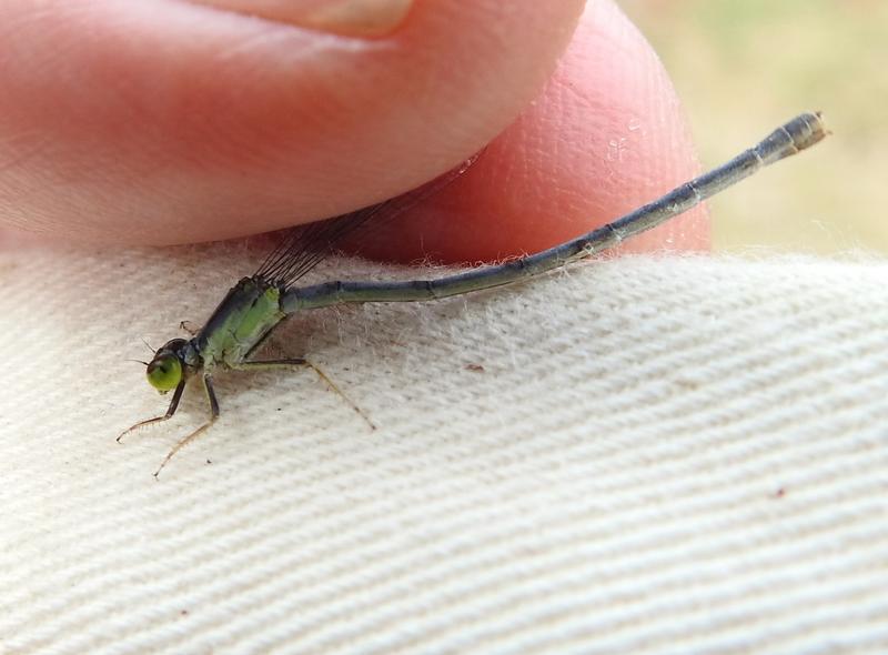 Photo of Eastern Forktail