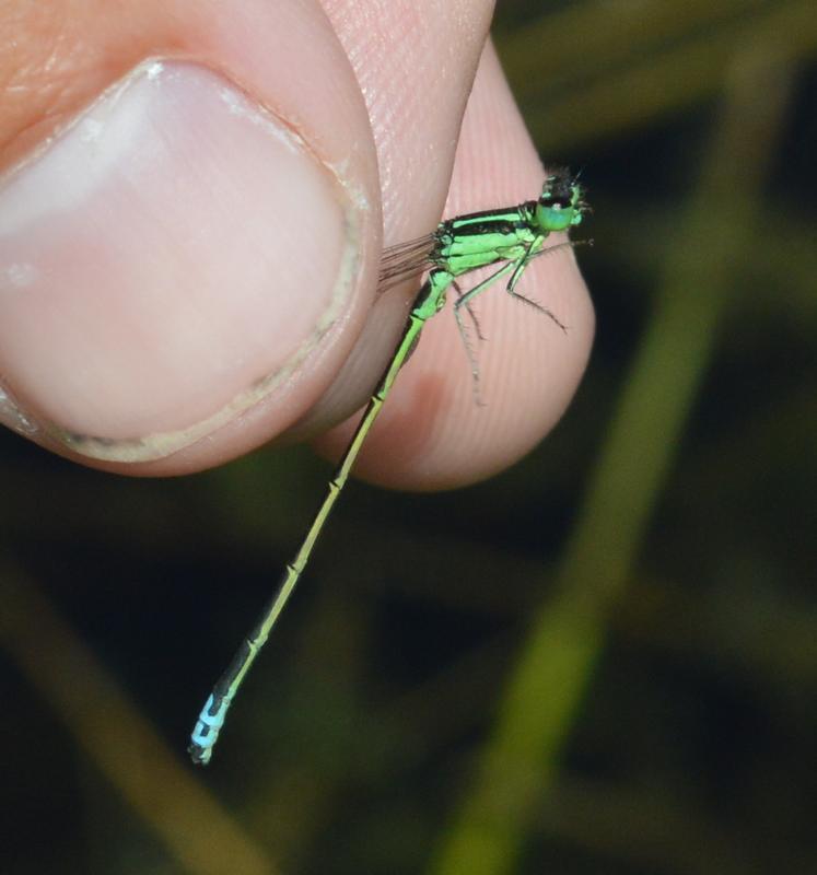 Photo of Eastern Forktail