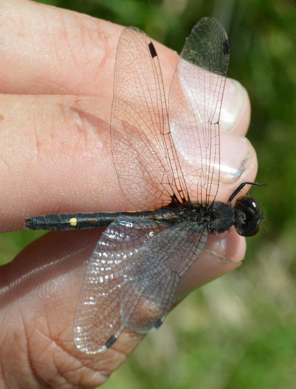 Photo of Dot-tailed Whiteface