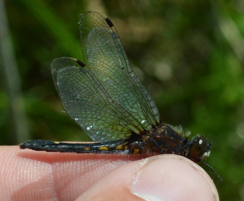 Photo of Dot-tailed Whiteface