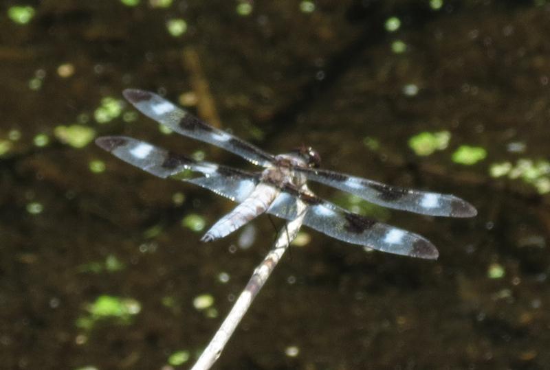 Photo of Twelve-spotted Skimmer