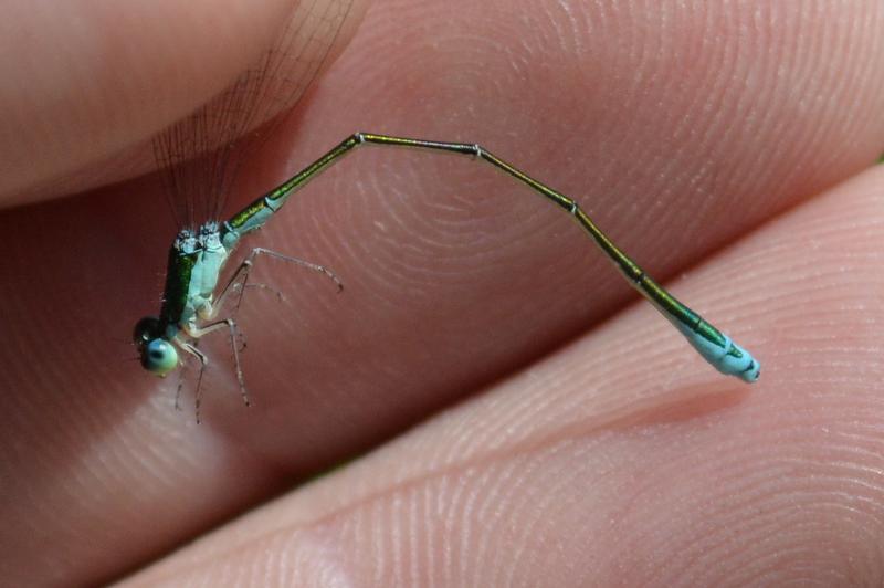 Photo of Sedge Sprite