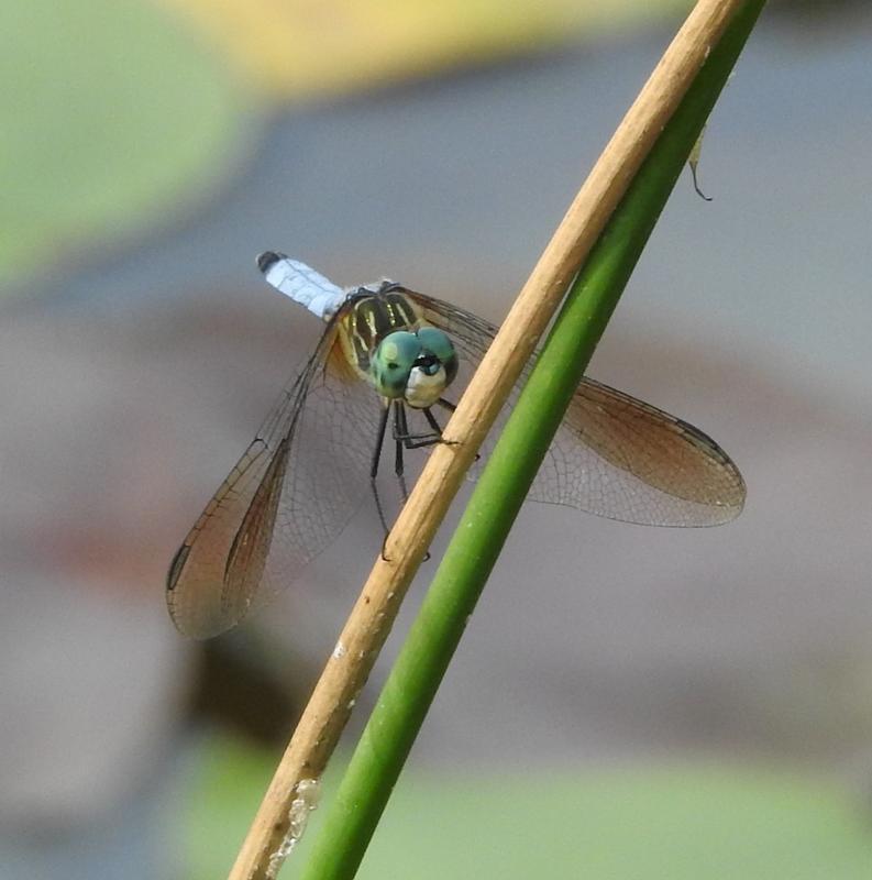 Photo of Blue Dasher