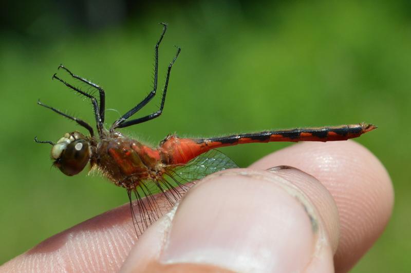 Photo of White-faced Meadowhawk