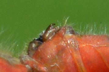 Photo of White-faced Meadowhawk
