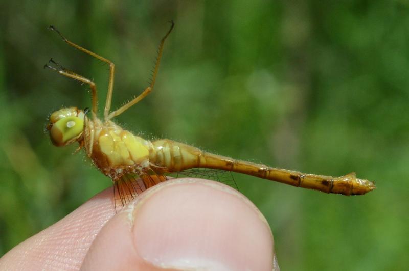 Photo of Autumn Meadowhawk