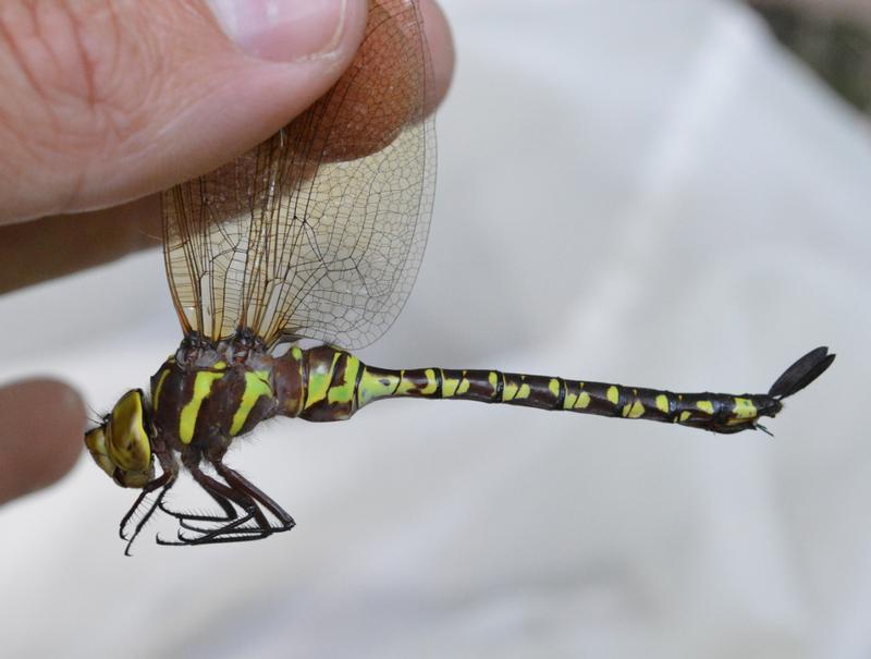 Photo of Lance-tipped Darner