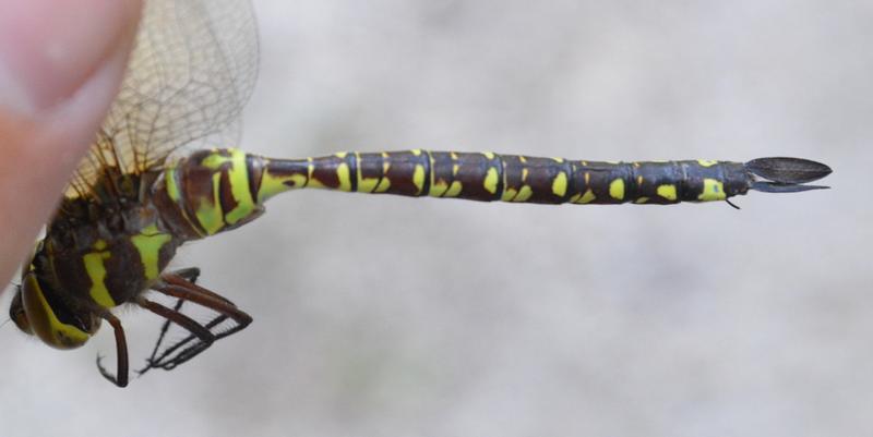 Photo of Lance-tipped Darner