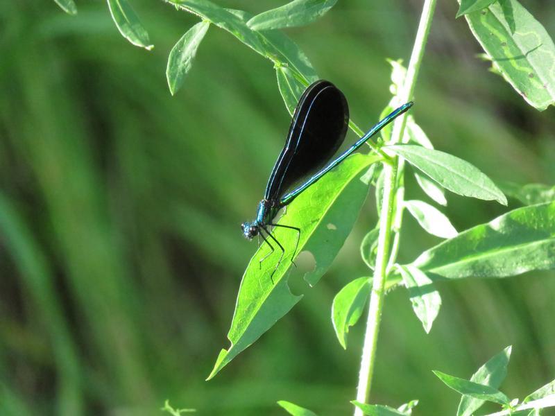 Photo of Ebony Jewelwing
