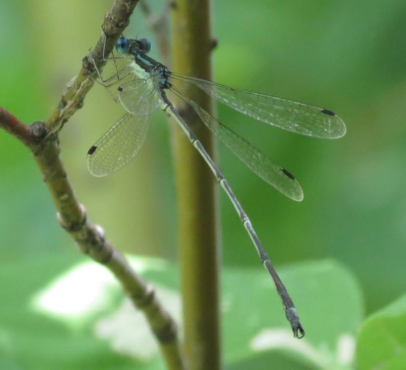 Photo of Slender Spreadwing