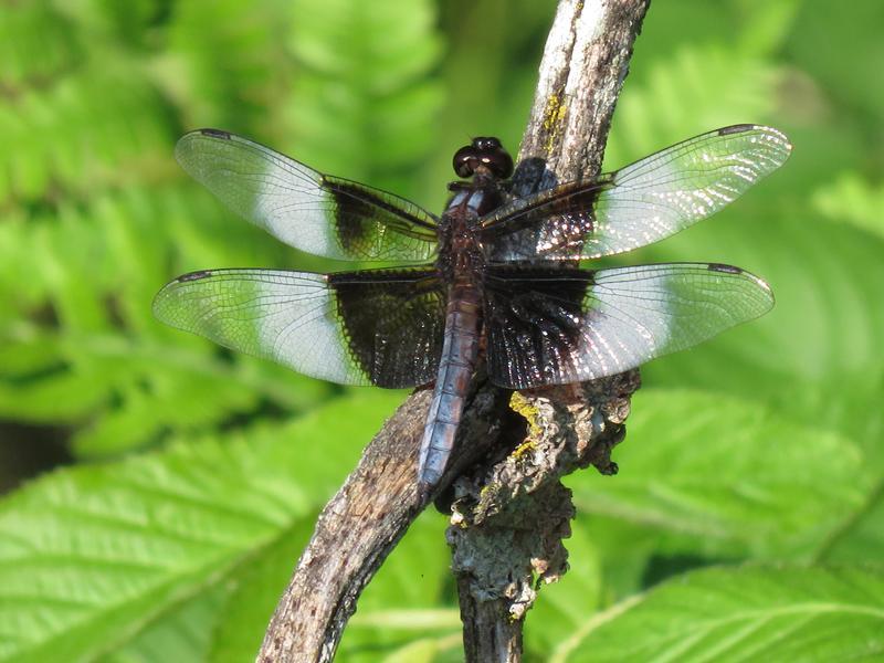 Photo of Widow Skimmer