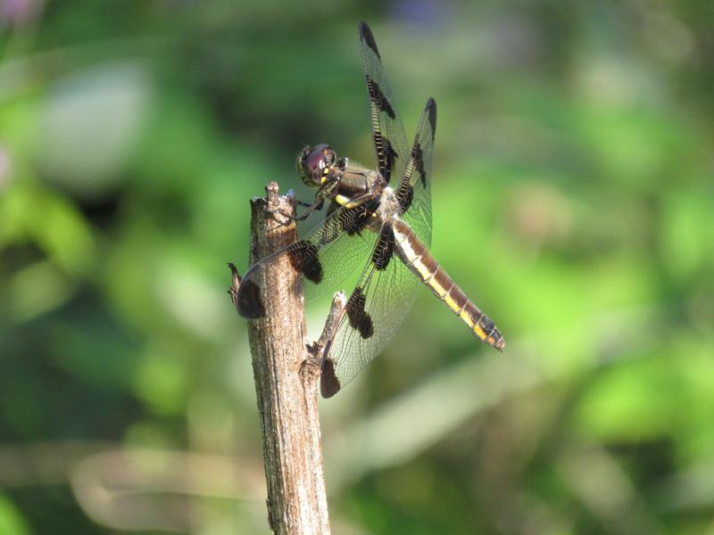 Photo of Twelve-spotted Skimmer
