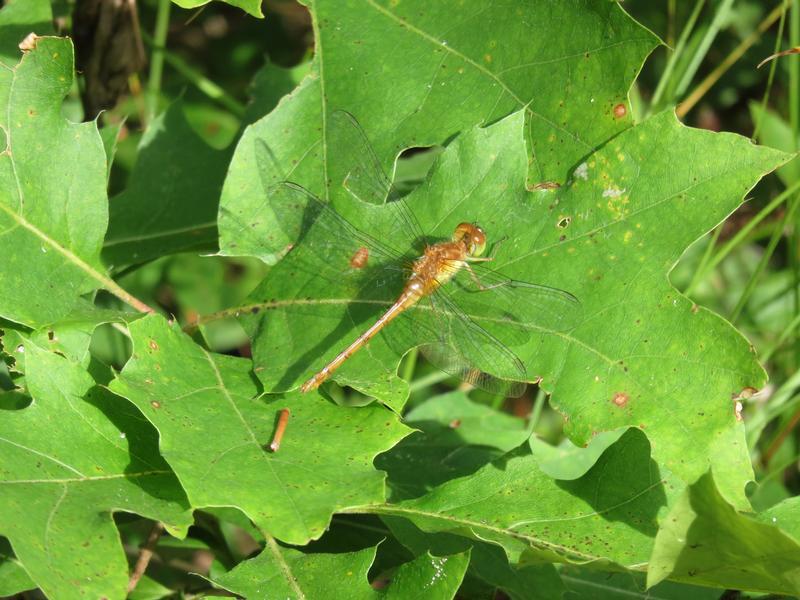 Photo of Autumn Meadowhawk