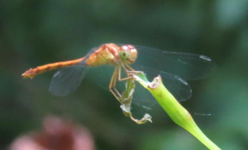Photo of Autumn Meadowhawk
