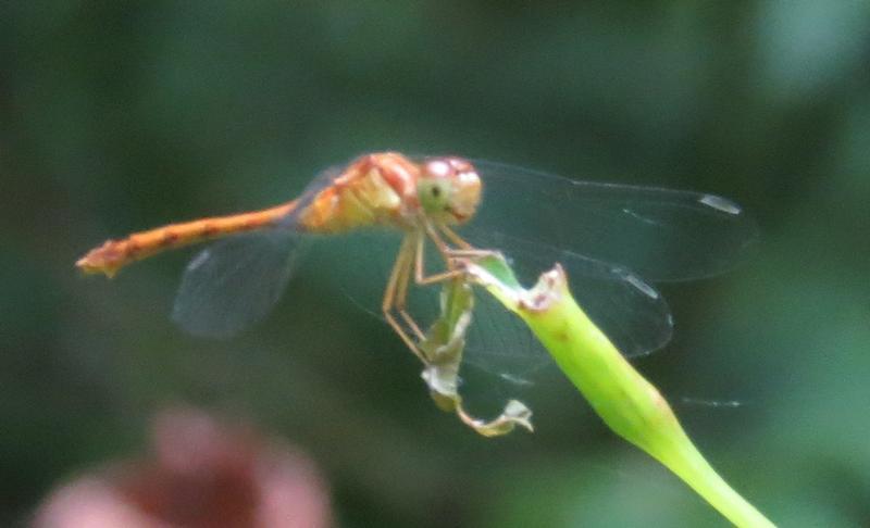 Photo of Autumn Meadowhawk