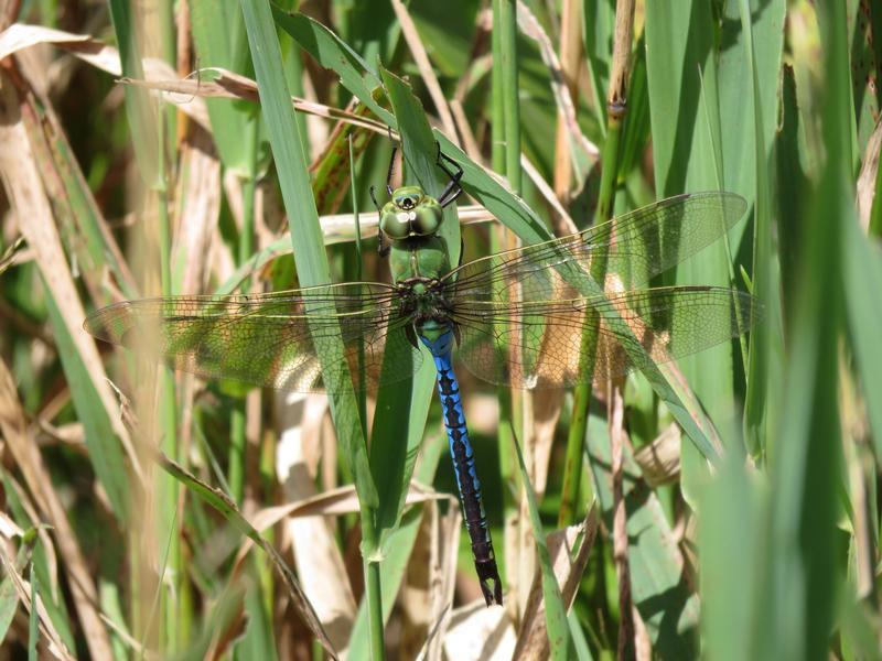 Photo of Common Green Darner