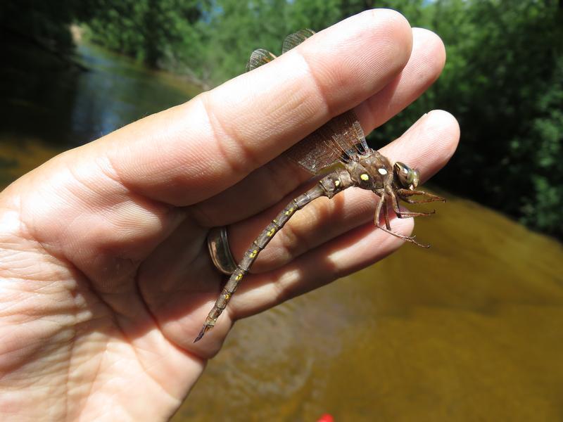 Photo of Fawn Darner