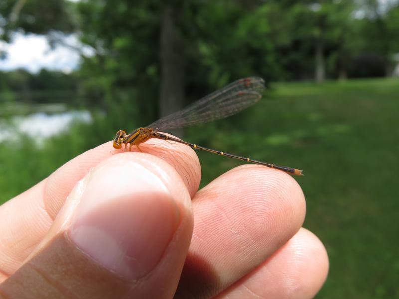 Photo of Orange Bluet