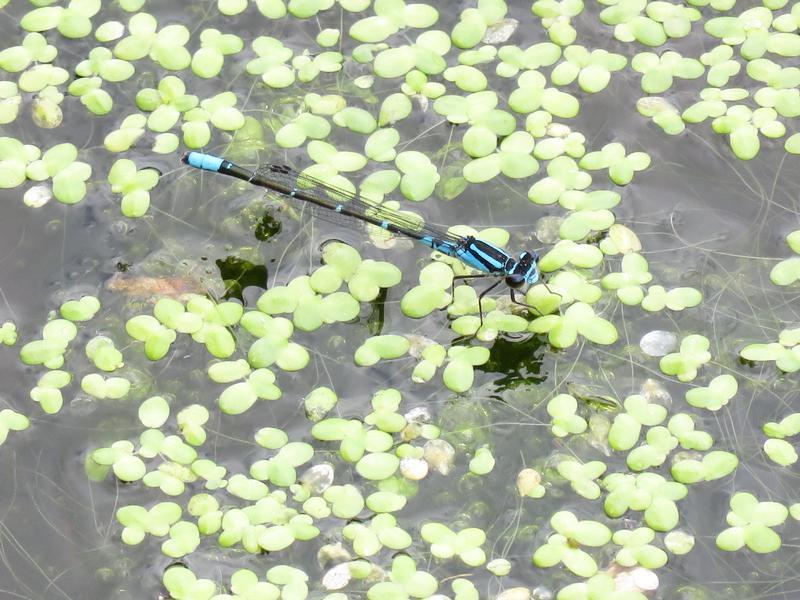 Photo of Skimming Bluet