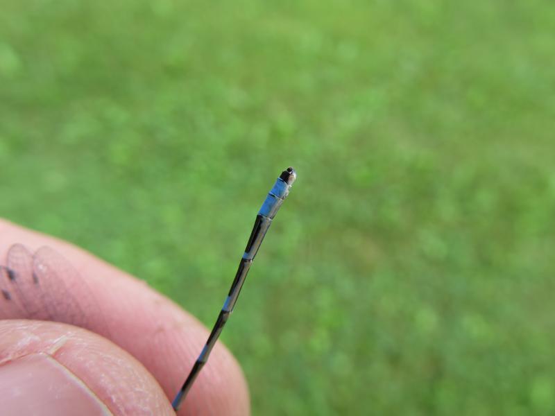 Photo of Tule Bluet