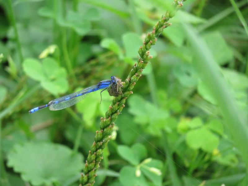 Photo of Tule Bluet
