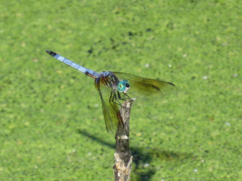 Photo of Blue Dasher