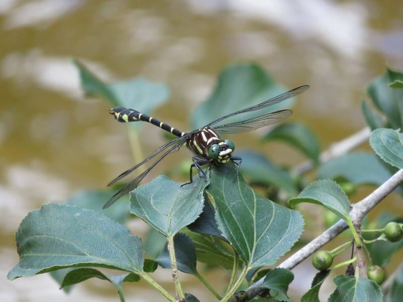 Photo of Zebra Clubtail