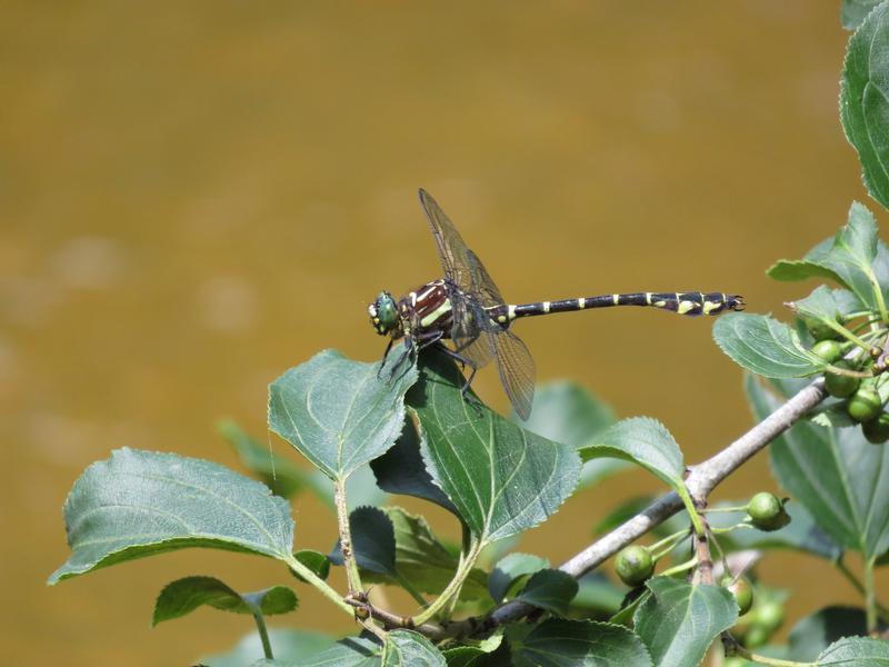 Photo of Zebra Clubtail