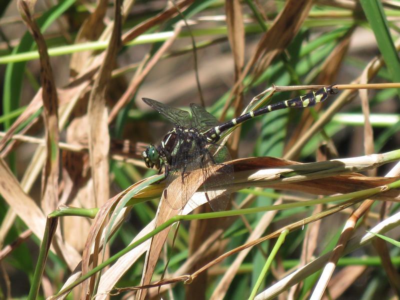 Photo of Zebra Clubtail