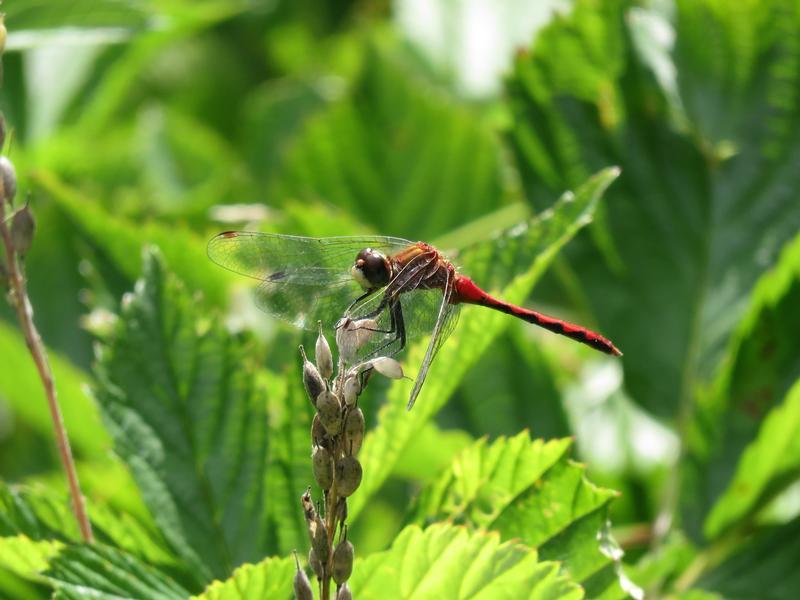 Photo of White-faced Meadowhawk