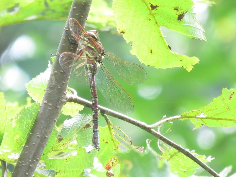 Photo of Shadow Darner