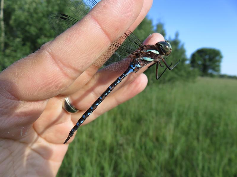Photo of Black-tipped Darner