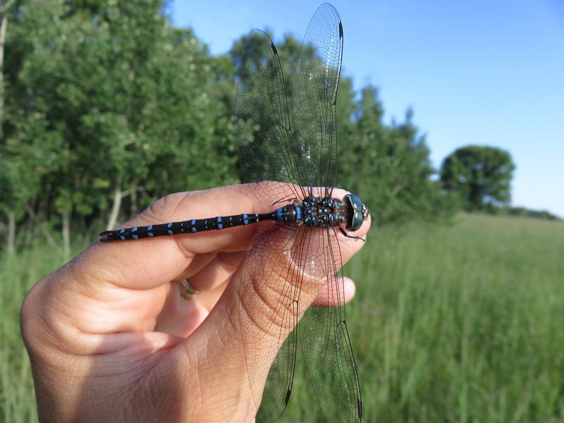 Photo of Black-tipped Darner