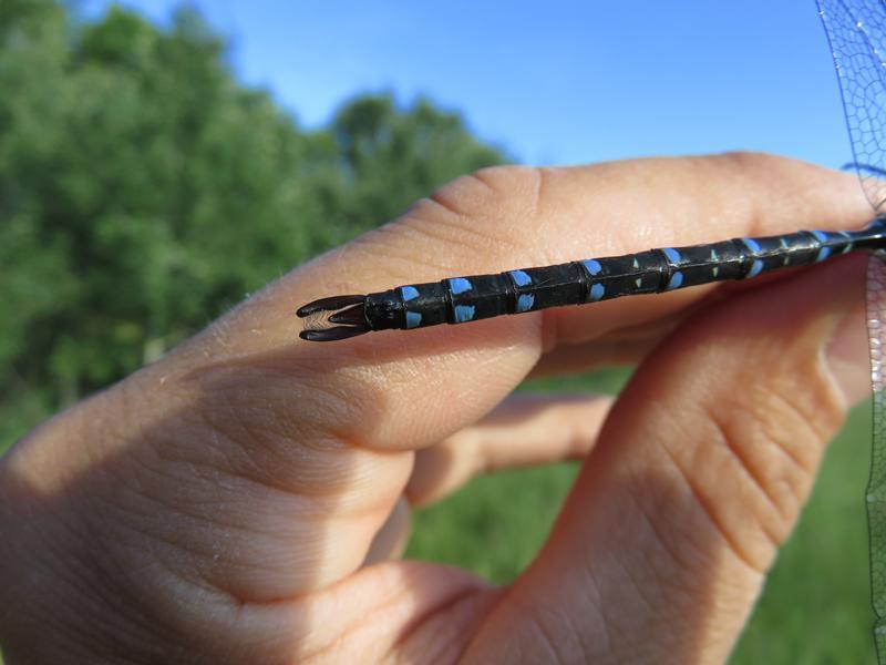 Photo of Black-tipped Darner