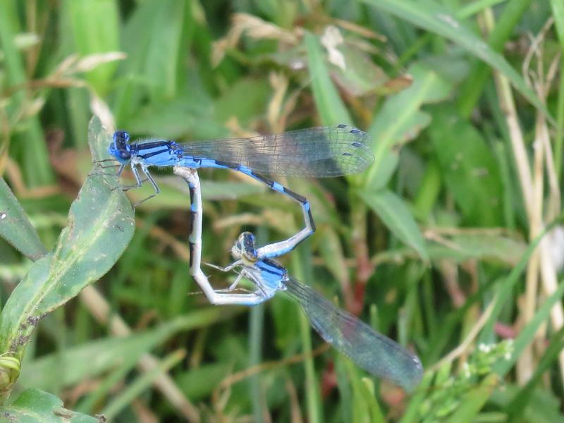 Photo of Tule Bluet