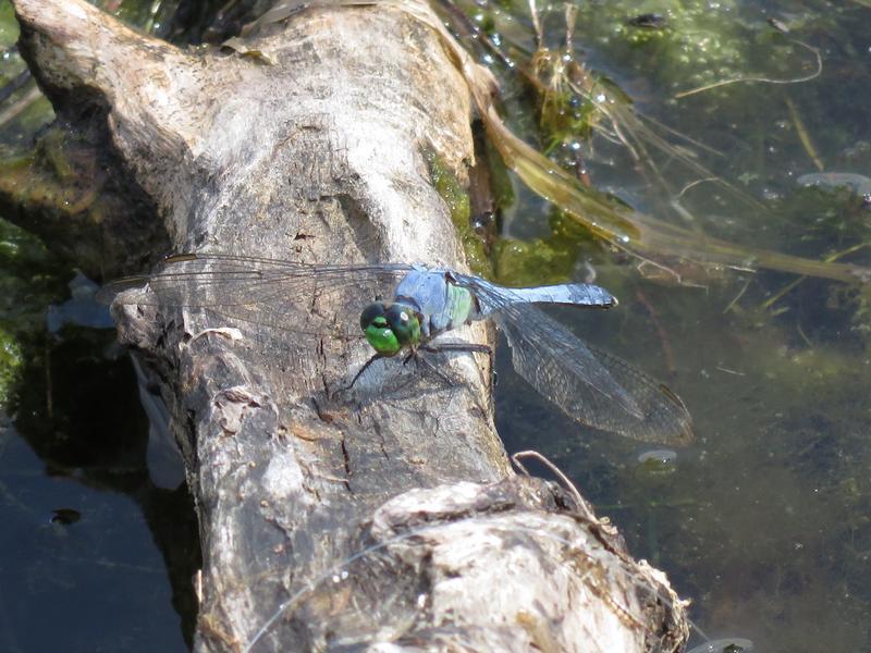 Photo of Eastern Pondhawk